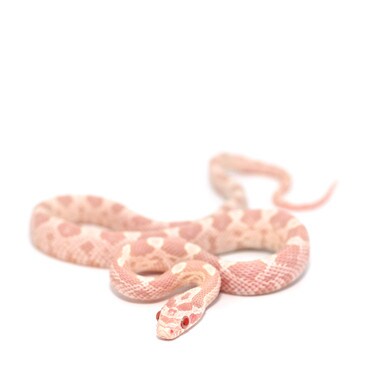 Snow Corn Snake